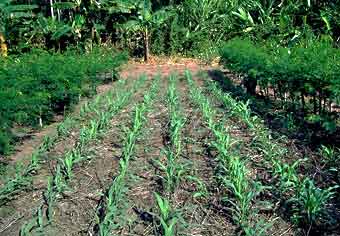 Gemulchtes Feld mit jungen Getreidepflanzen, Indien