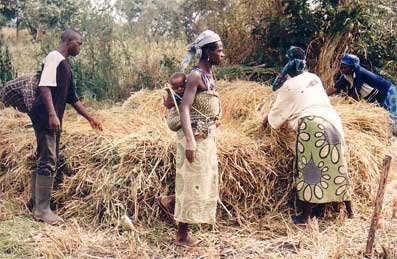 afrikanische Bauern tragen Heu zusammen